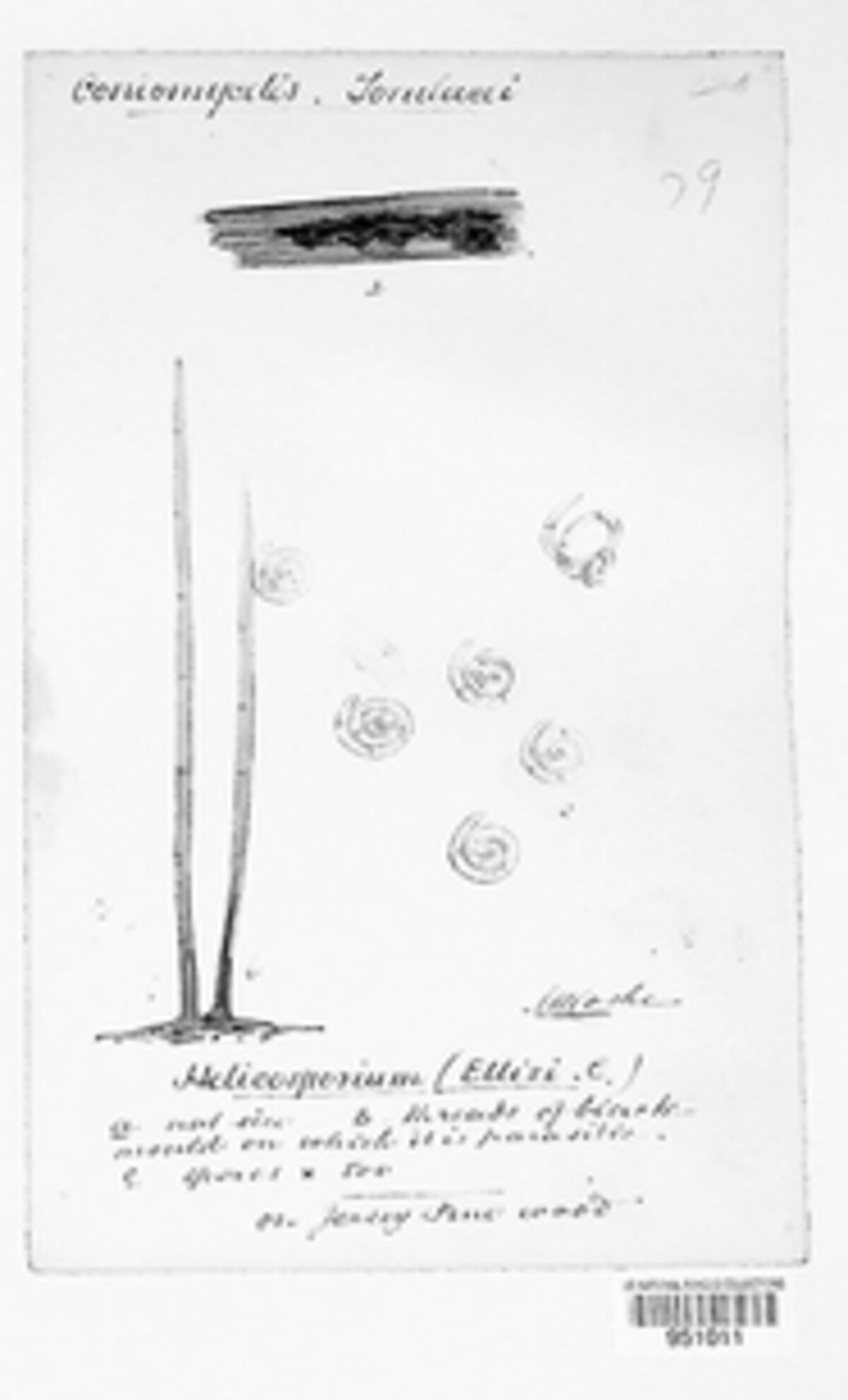 Helicosporium ellisii image